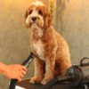 waterblazer hond